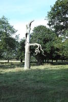 autumn, bright, day, England, eye level view, grass, London, park, The United Kingdom, trunk, vegetation