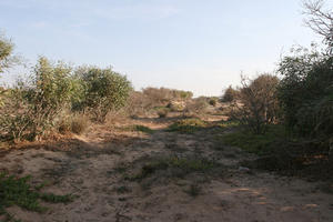 autumn, bush, day, desert, direct sunlight, Essaouira, eye level view, Morocco, natural light, sunlight, sunny, sunshine, vegetation