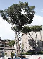 coniferous, day, eye level view, Italia , Lazio, parasol pine, pine, Rome, summer, sunny, tree