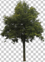 broad-leaf tree, broad-leaved tree, cutout, cutout trees, day, diffuse, diffused light, eye level view, summer