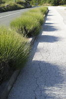 bush, Croatia, day, direct sunlight, eye level view, lavander, pavement, shrub, spring, sunny