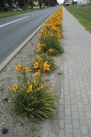 day, diffuse, diffused light, eye level view, flower, natural light, pavement, Poland, summer, Wielkopolskie