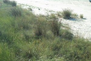 Croatia, day, eye level view, grass, Ljubac, shrub, summer, sunny, Zadarska