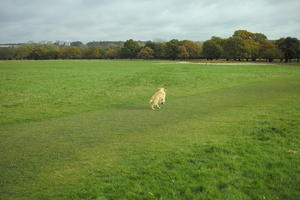 afternoon, autumn, cloudy, day, dog, England, eye level view, grass, lawn, open space, outdoors, park, running, The United Kingdom, treeline, vegetation, Wimbledon