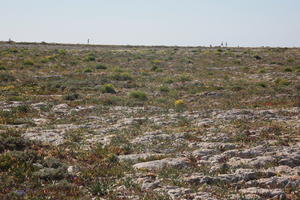 day, eye level view, Faro, Faro, flower, greenery, ground, open space, Portugal, rockery, rocks, shrub, summer, sunlight, sunny, vegetation