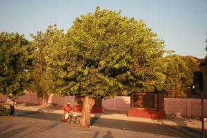 day, dusk, East Timor, Egypt, Egypt, eye level view, natural light, street, tree, vegetation