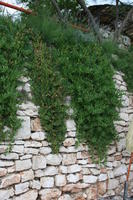 architecture, Croatia, Croatia, day, eye level view, hanging, natural light, plant, vegetation, wall