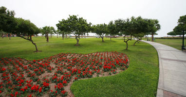 ambient light, autumn, cloudy, day, diffuse, diffused light, eye level view, flower, flowering, grass, greenery, Lima, Lima, natural light, nature, overcast, park, Peru, tree