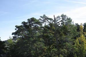 autumn, below, coniferous, day, France, Greolieres, mountain, pine, Provence Alpes Cote D