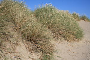 beach, Belgium, day, dunes, eye level view, grass, summer, sunny