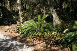 day, eye level view, Florida, Miami, natural light, palm, park, plant, sunny, The United States, tropical, vegetation, winter