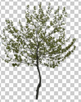 broad-leaf tree, broad-leaved tree, cutout, cutout trees, day, diffuse, diffused light, eye level view, spring