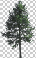 coniferous, cutout, cutout trees, day, diffuse, diffused light, evergreen, eye level view, spring