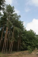 autumn, coniferous, day, diffuse, diffused light, eye level view, forest, natural light, Poland, tree, Wielkopolskie