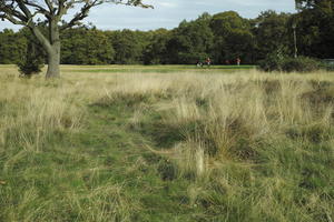 autumn, bright, day, England, eye level view, grass, London, park, The United Kingdom, vegetation