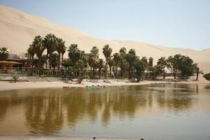 day, desert, direct sunlight, eye level view, Ica, palm, Peru, pond, spring, sunlight, sunny, sunshine, vegetation