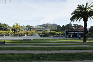 autumn, California, day, eye level view, grass, palm, park, Phoenix canariensis, San Francisco, shady, sunny, The United States