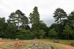 Abingdon, coniferous, day, England, eye level view, flower, flowering, garden, natural light, park, summer, The United Kingdom, tree, treeline