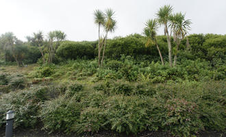 autumn, bush, day, diffuse, diffused light, Eden Project, England, eye level view, garden, palm, shrub, The United Kingdom