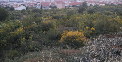 bush, Croatia, day, diffuse, diffused light, elevated, flowered bush, shrub, shrubland, summer, Zadar, Zadarska