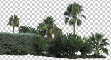 cutout, cutout trees, day, diffuse, diffused light, eye level view, palm, summer, treeline, Washingtonia filifera