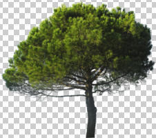 coniferous, cutout, cutout trees, day, evergreen, eye level view, summer, sunny, tree