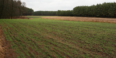 day, eye level view, field, forest, overcast, Poland, vegetation, Wielkopolskie, winter, Wolsztyn