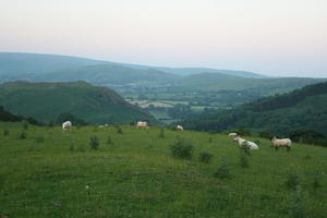 countryside, dusk, eye level view, field, grass, natural light, sheep, summer, The United Kingdom, vegetation, Wales