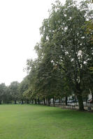 afternoon, Braunschweig, day, Deutschland, eye level view, grass, natural light, Niedersachsen, park, summer, tree, vegetation