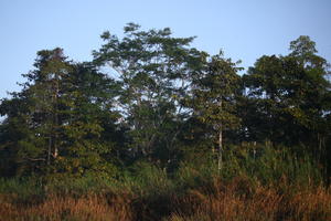 afternoon, below, Brunei, day, diffuse, diffused light, forest, natural light, summer, treeline, tropical