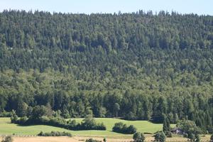 day, elevated, forest, Lausanne, mountain, natural light, summer, sunny, Switzerland, tree, Vaud, vegetation