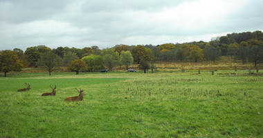 afternoon, autumn, cloudy, day, deer, England, eye level view, grass, lawn, open space, outdoors, park, The United Kingdom, treeline, vegetation, Wimbledon