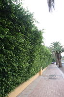 bush, Canarias, day, eye level view, hedge, Las Palmas, natural light, pavement, shrub, Spain, street, summer