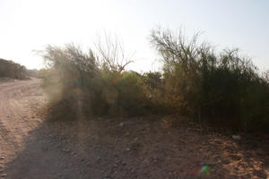 autumn, bush, day, desert, direct sunlight, Essaouira, eye level view, Morocco, natural light, sunlight, sunny, sunshine, vegetation