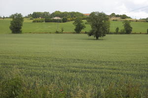 Aquitaine, Bergerac, crop, day, diffuse, diffused light, eye level view, field, France, natural light, spring, tree