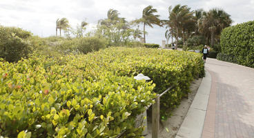 day, eye level view, Florida, mangrove, Miami, park, path, shrub, summer, sunny, The United States