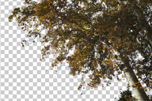 autumn, below, branch, broad-leaf tree, broad-leaved tree, cutout, cutout trees, day, deciduous, sunny