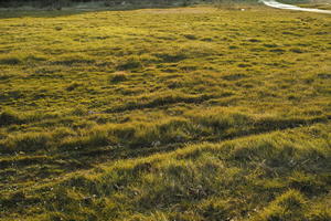 Croatia, eye level view, golden hour, grass, grassland, Nin, sunny, sunset, winter, Zadarska