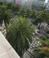 A Coruña, building, day, elevated, Galicia, palm, Phoenix dactylifera, Spain, summer, sunlight, sunny