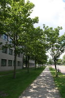 broad-leaf tree, broad-leaved tree, day, eye level view, grass, pavement, street, summer, sunny, The Netherlands, Utrecht, Utrecht