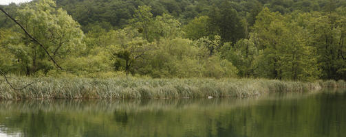 Croatia, day, diffuse, diffused light, eye level view, Karlovacka, lake, natural light, reed, summer, woodland