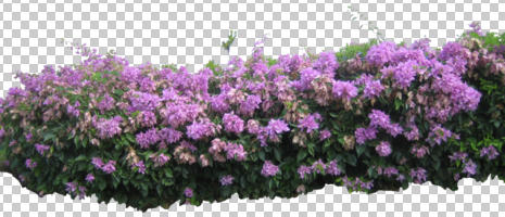 bush, cutout, cutout plants, day, diffuse, diffused light, eye level view, flowered bush, summer