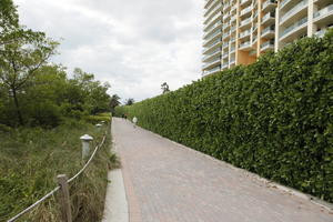 day, diffuse, diffused light, eye level view, Florida, grass, hedge, Miami, path, pavement, summer, The United States