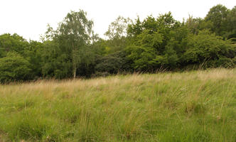 day, diffuse, diffused light, England, eye level view, grass, London, natural light, park, spring, The United Kingdom, treeline