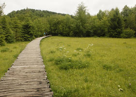 bridge, Croatia, day, diffuse, diffused light, eye level view, grass, Karlovacka, natural light, path, summer, woodland