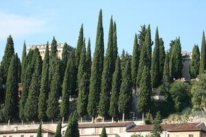 day, direct sunlight, eye level view, Italia , natural light, summer, sunny, tree, Veneto, Verona