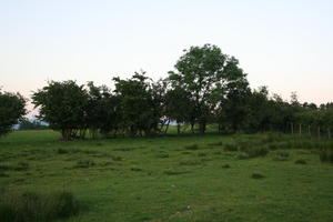 countryside, day, eye level view, field, grass, overcast, summer, The United Kingdom, tree, vegetation, Wales