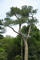 below, day, England, natural light, The United Kingdom, tree, Woking