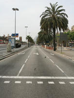 Barcelona, Cataluña, day, diffuse, diffused light, eye level view, natural light, palm, Phoenix canariensis, Spain, spring, street