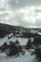 cloudy, coniferous, day, diffuse, diffused light, elevated, evergreen, France, Greolieres, mountain, Provence Alpes Cote D